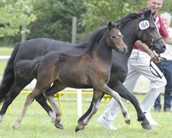 Sieger-Stutfohlen Welsh Mountain Pony (Sek. A) in Kalkreuth v. Springfire's Noble Star / Wilcrick Searchlight. Foto: Mario Salisch Sieger-Stutfohlen Welsh Mountain Pony (Sek. A) in Kalkreuth v. Springfire's Noble Star / Wilcrick Searchlight. Foto: Mario Salisch